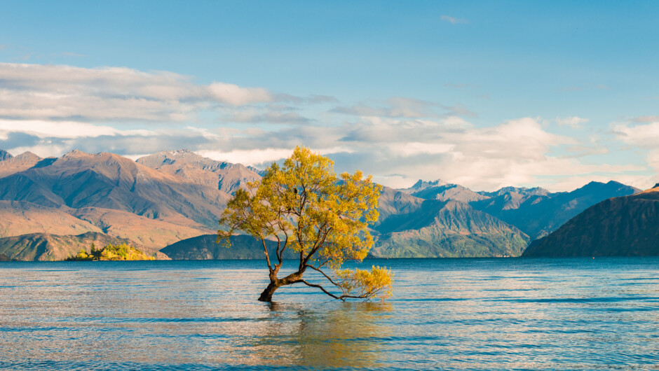 Wanaka Tree