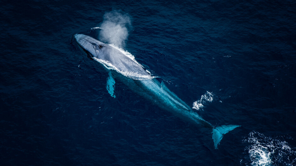 Blue Whales can reach up to 29.9 metres in length! View these from above to enjoy the true magnitude of these amazing mammals.