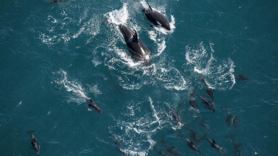 Orca chasing down a pod of dolphins taken onboard our whale watching flight.