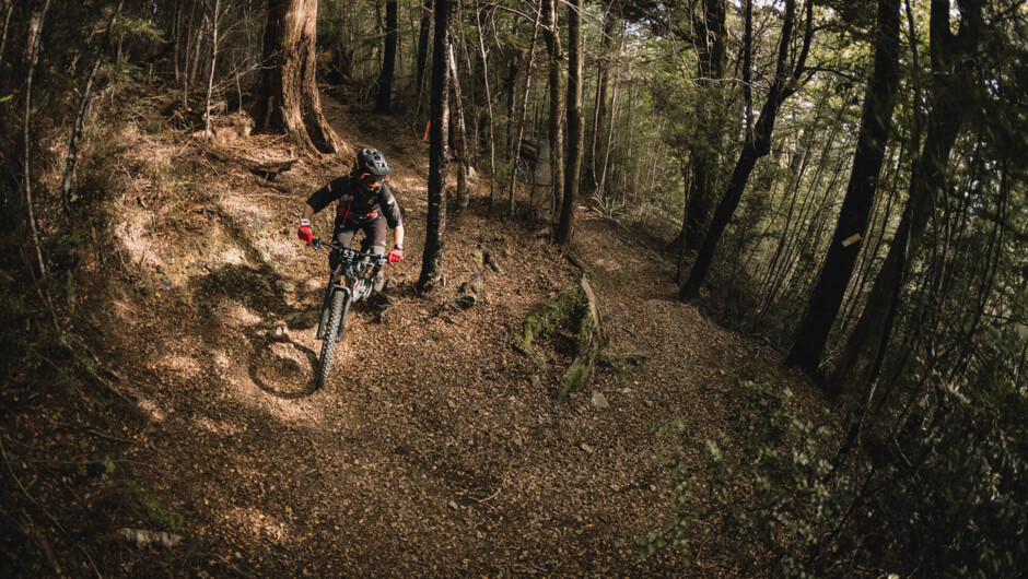 Beach forest goodness.