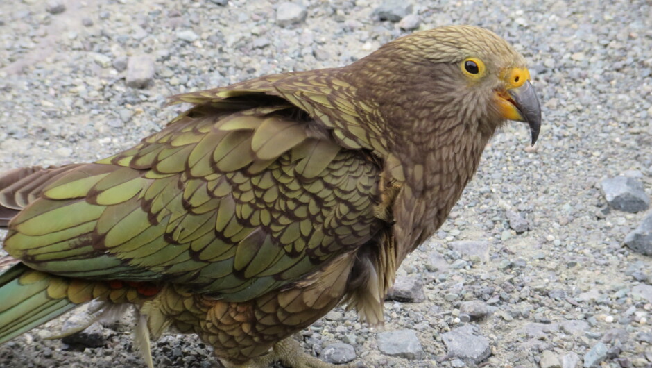 Kea the world's only Alpine Parrot