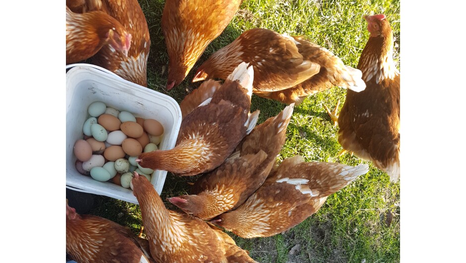 Chilled boiled eggs if the hens are laying