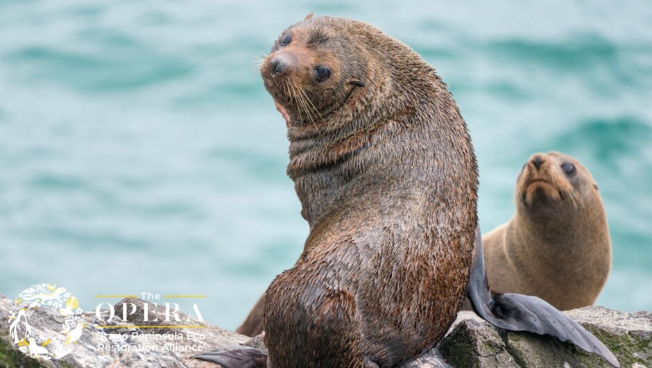 New Zealand Fur Seals