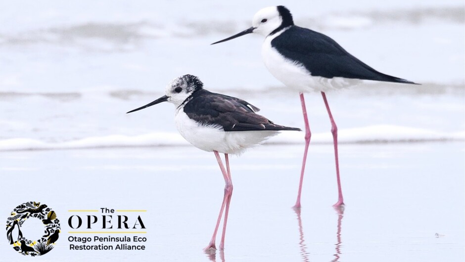 Pied Stilt