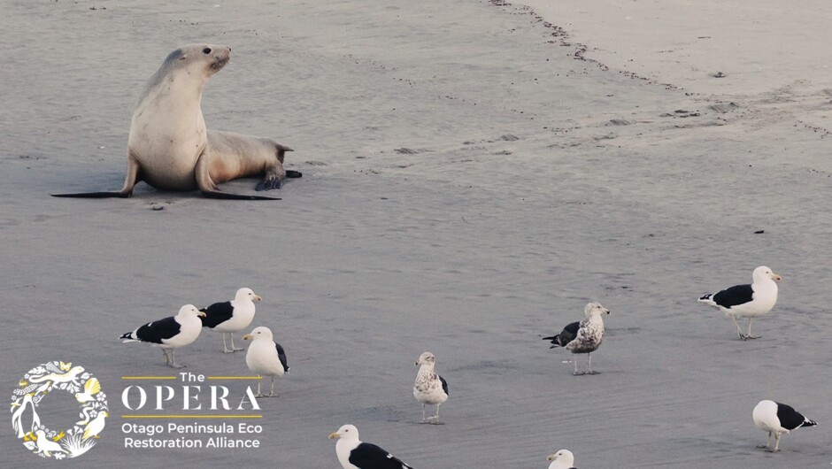 New Zealand Sea Lion & Sea Gulls