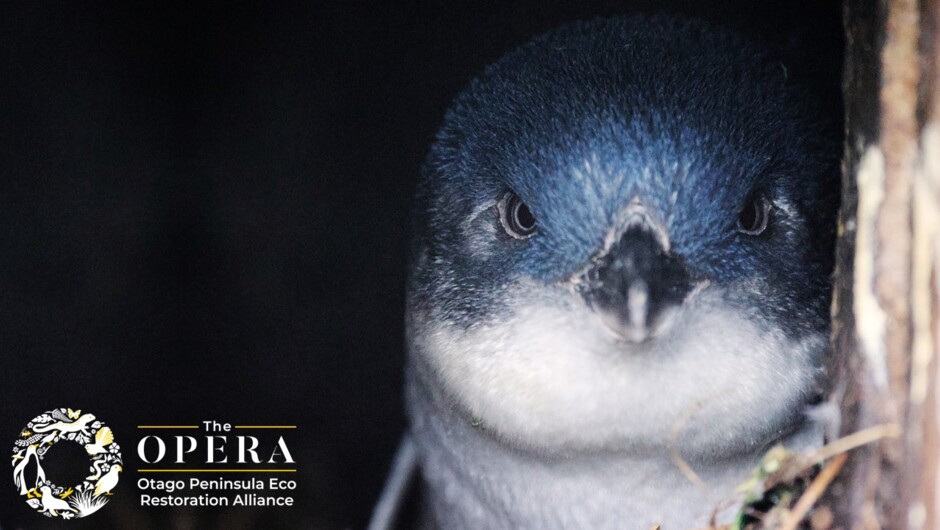 korora / Little Blue Penguin