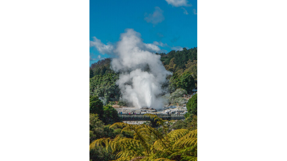 "Te Puia": Pohutu geyer erupting