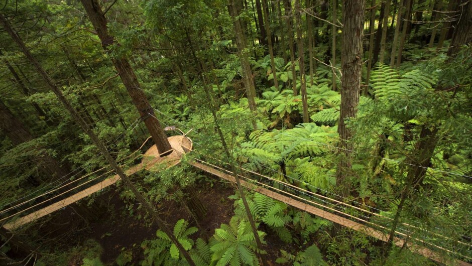 Redwoods Forest Canopy Walk