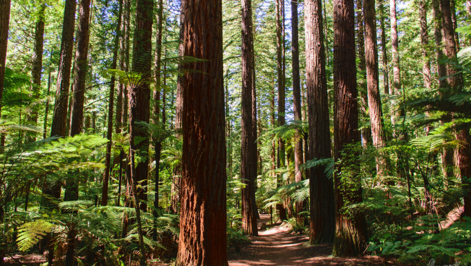 Rotorua: Redwood Forest