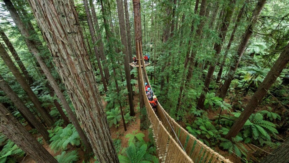 Rotorua: Redwoods Canopy Tree Walk
