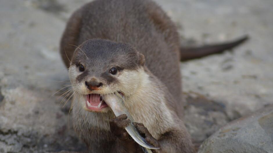 Meet our gorgeous family of Otters