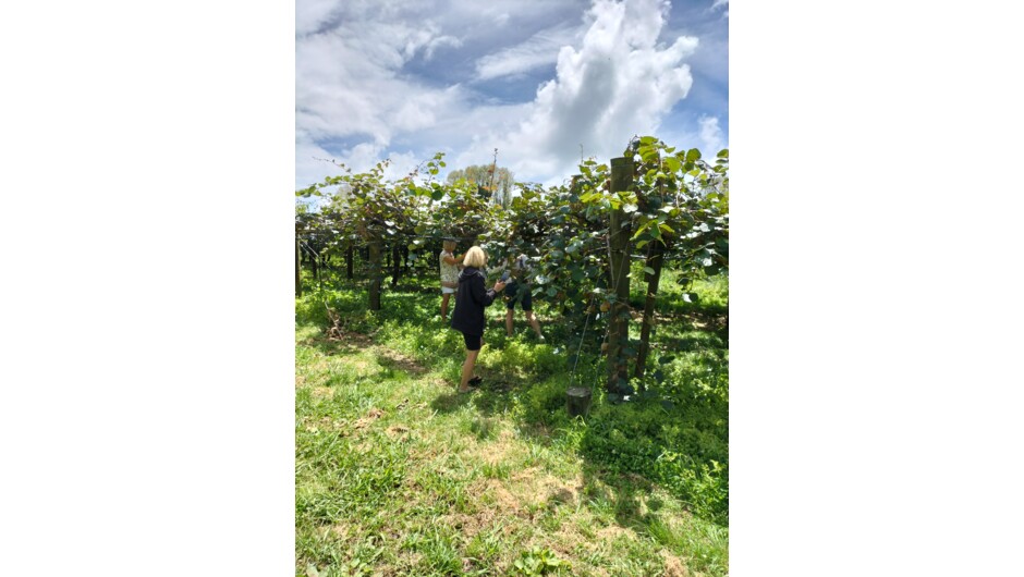 Kiwifruit orchards