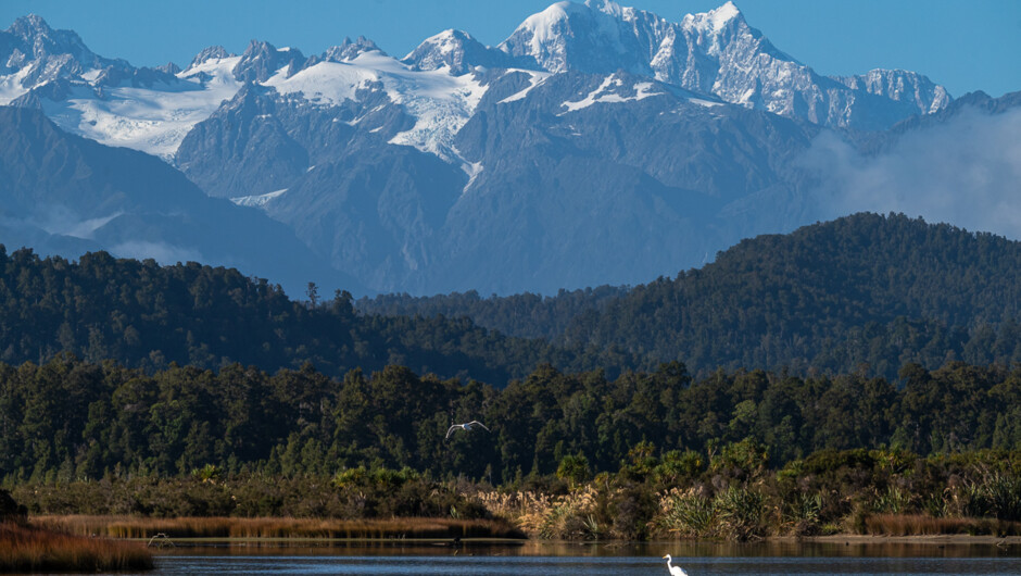 Mount Cook and Tasman backdrops to the wetlands of Okarito and a great white heron viewing site.