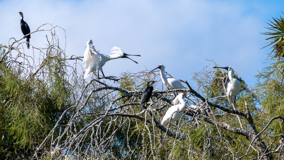 Royal spoonbills along the Okarito river