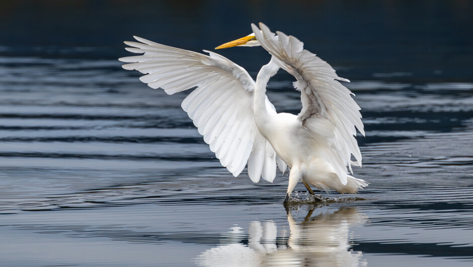 Majestic Kotuku - great white heron chasing it's prey.