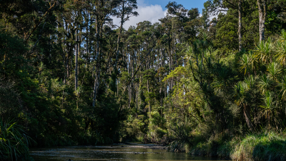 Tranquil rainforest waterways of Okarito.