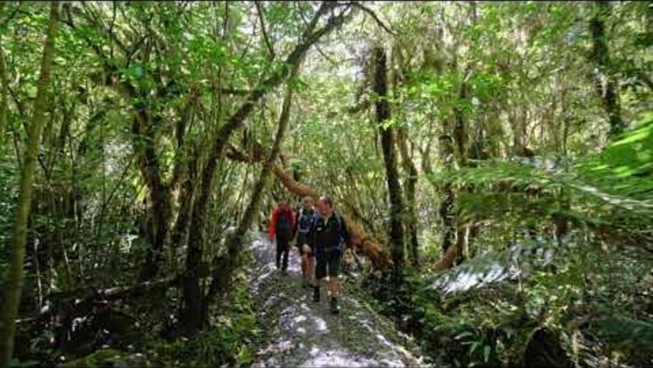 Fiordland Trips & Tramps Milford Track Guided Walk, take a hike on this most famous track.