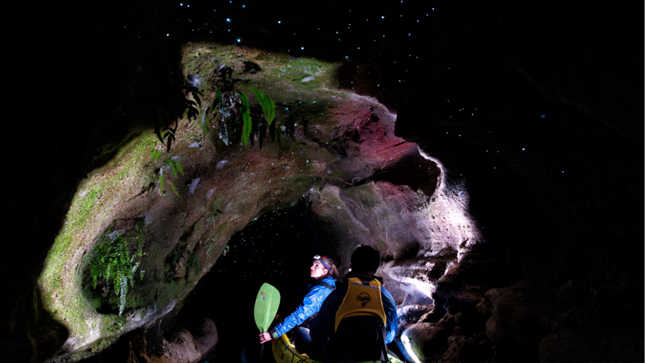 Getting close to nature, NZ glow worms