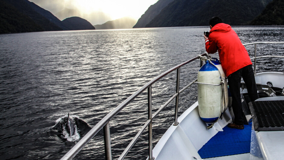 Taking a photo of the dolphins.