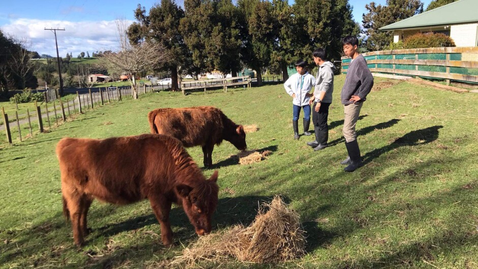 Boys feeding hay to cows