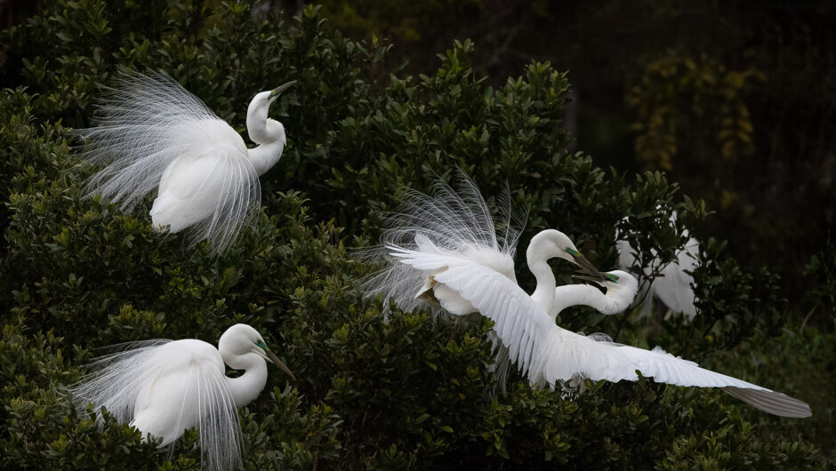 White Herons on the West Coast