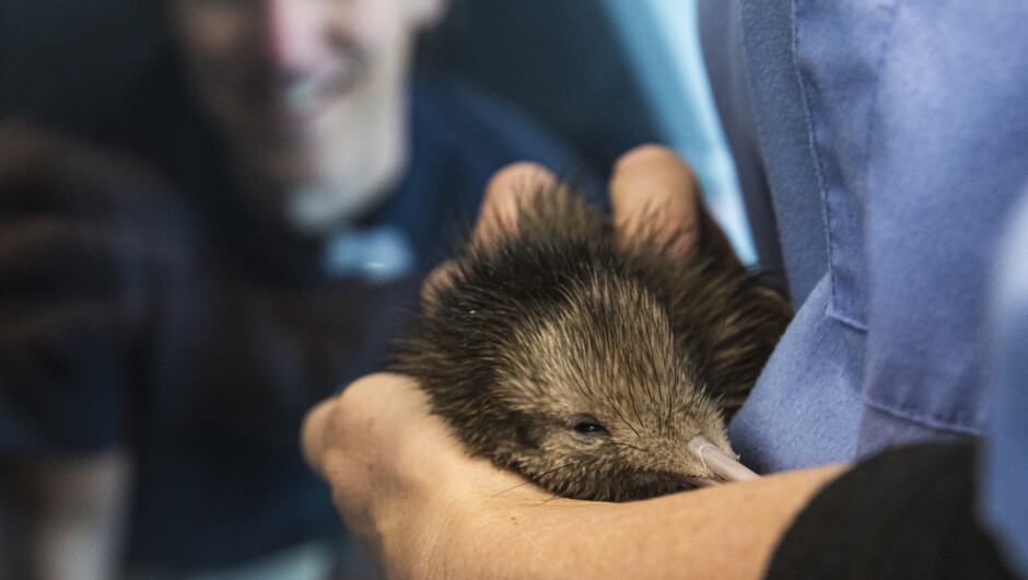 A Behind the Scenes Tour gets you up close to Kiwi.