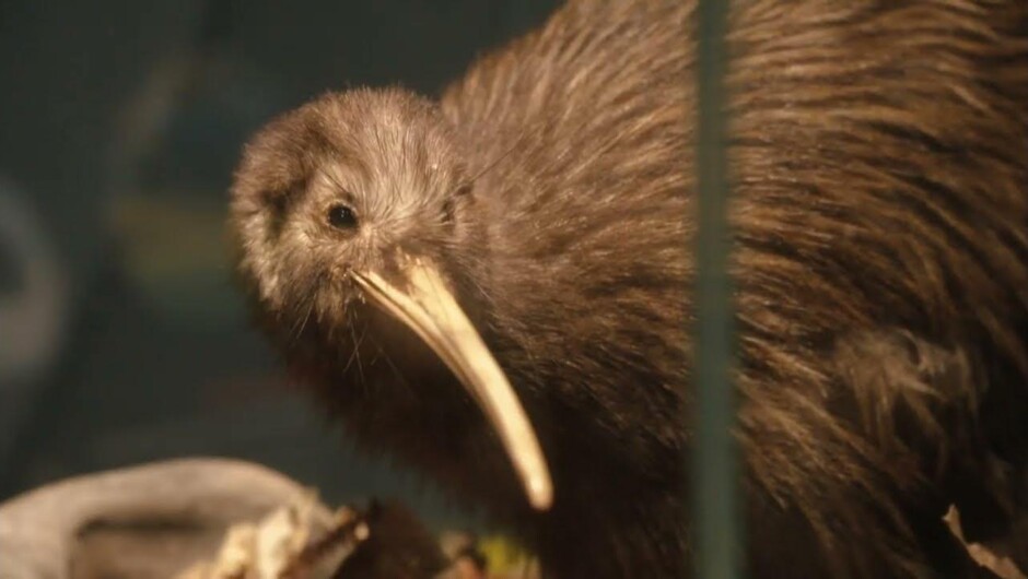 Join one of our experiences and take an immersive journey where you'll learn about Kiwi, their native environment and what makes them truly iconic the world over. This a must do activity for all New Zealanders and international visitors.