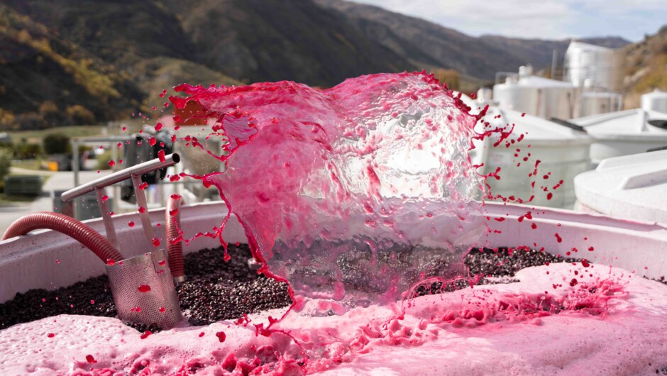 Our on-site winery offers a glimpse into how we handcraft our wine.