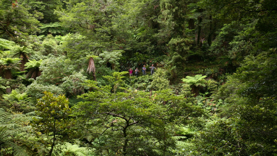 Embrace the lush greenery of Whirinaki Forest Park, surrounded by towering trees and vibrant ferns.