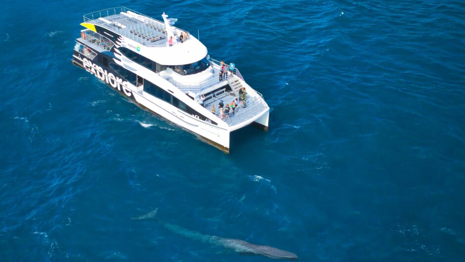 Tuhi-rapa and Brydes Whale