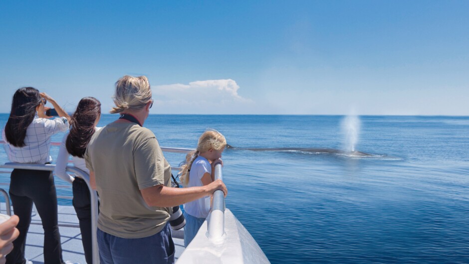 Brydes Whales breaching