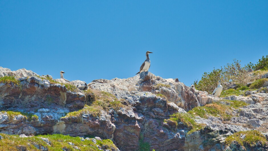 Gannet colony