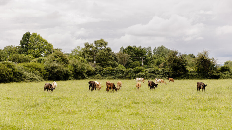 A delightful view of farm animals right from the comfort of our tiny house.