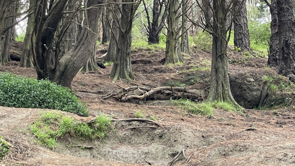 The Hobbits Hideway on Mt Victoria.