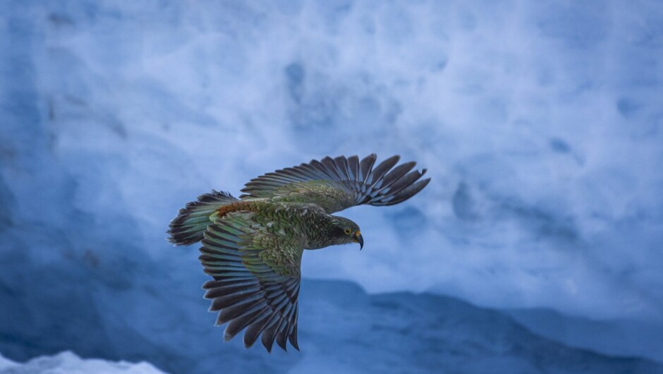 Kea