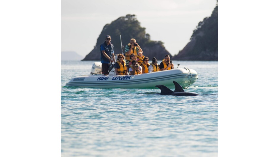 Explore Cathedral Cove and it's surrounds