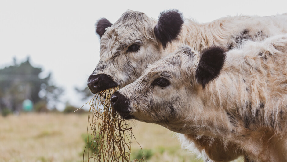 Animals are an important part of the Hapuku Kitchen cycle and their welfare is paramount