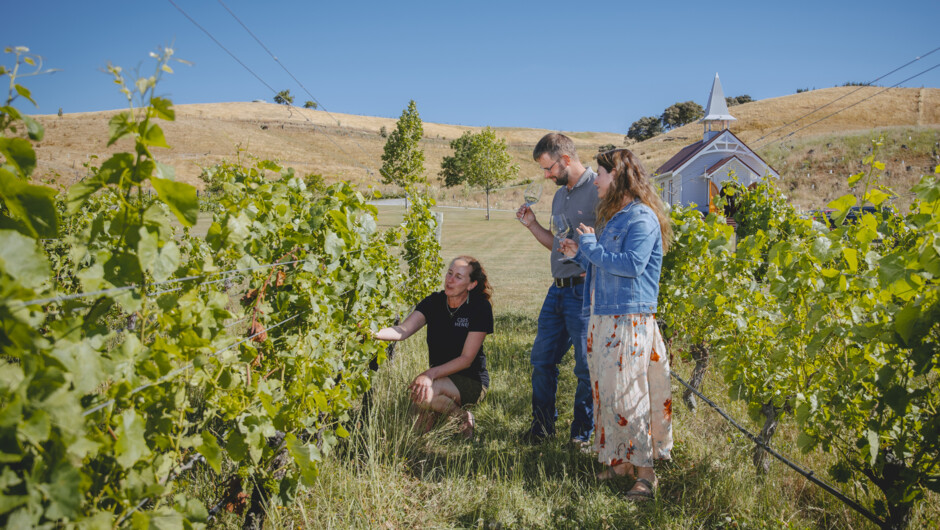 Tour of the vineyard