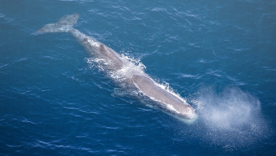 The mighty sperm whale taken onboard our whale watching tour.