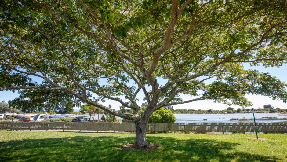 Garden area and views of the inlet from the front row of Studio units