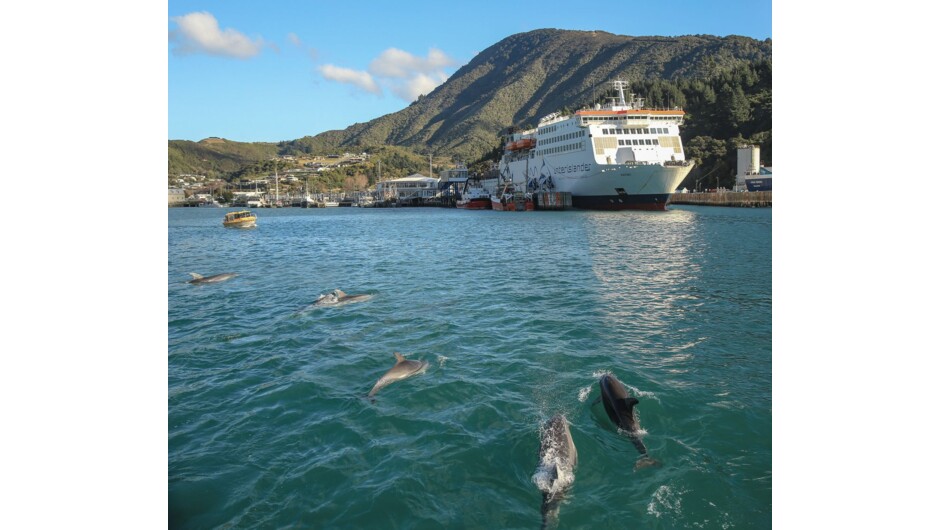 Dolphins in Picton Harbour