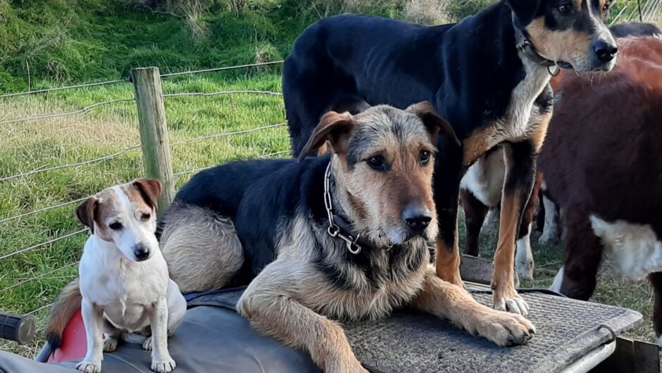 Meet the working farm dogs