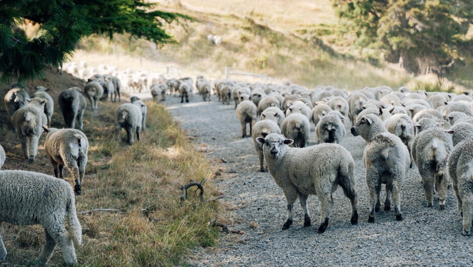 Kiwi traffic jam - the iconic holiday snap