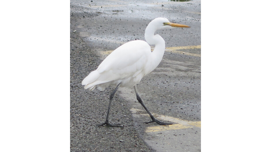 White Heron at Mapua