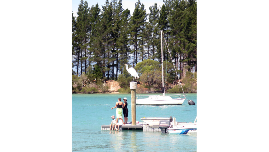 Heron awaits arrival of Mapua Ferry