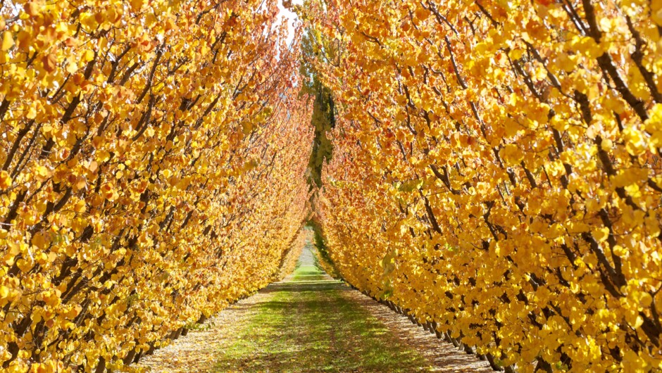 Jackson Orchards In Autumn