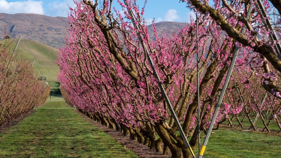 Jackson Orchards In Spring