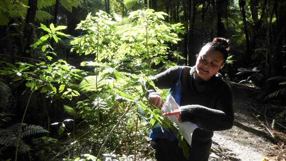 Whaea Jamie talking about the healing power of the kawakawa plant