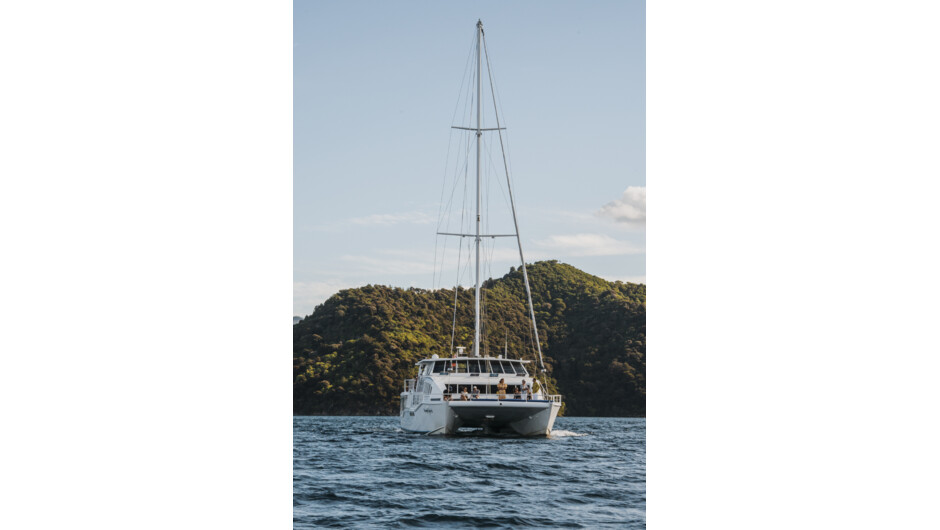 Cruise the stunning Marlborough Sounds