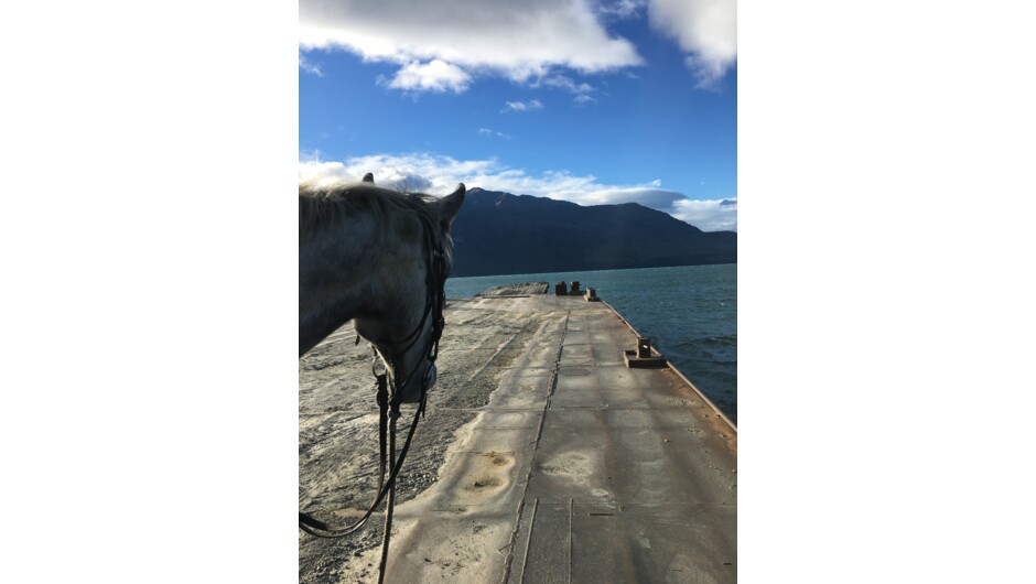 Horse ride the barge across Lake Wanaka